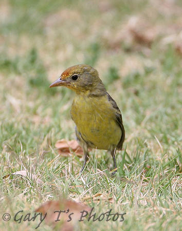 Western Tanager (1st Summer Male)