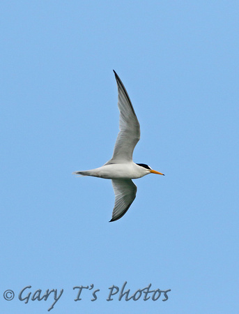 Least Tern (Adult Summer)