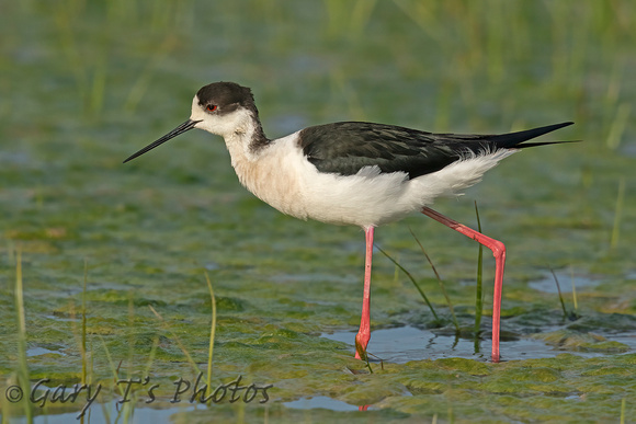 Black-winged Stilt (Male)