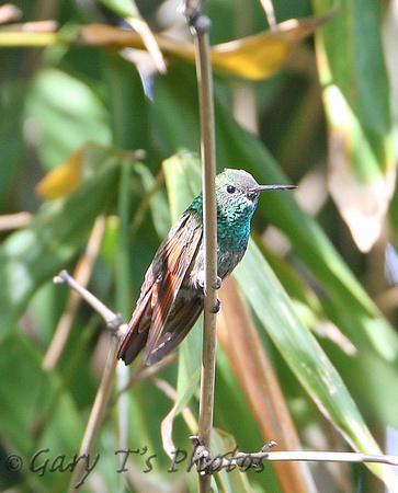 Berryline Hummingbird (Male)