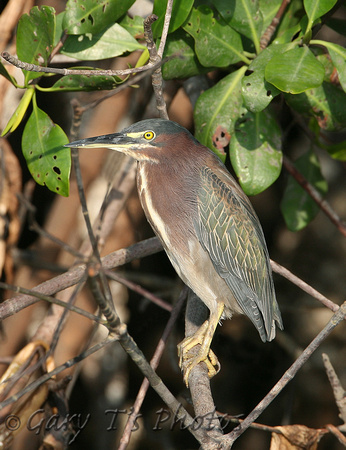Green Heron (Adult)