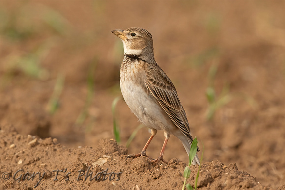 Calandra Lark (Adult)