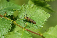 Cranefly - Nephrotoma sp.