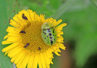 Fleabane Tortoise Beetle (Cassida murraea)