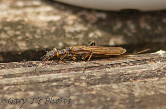 Orange-striped Stonefly (Perlodes mortoni)