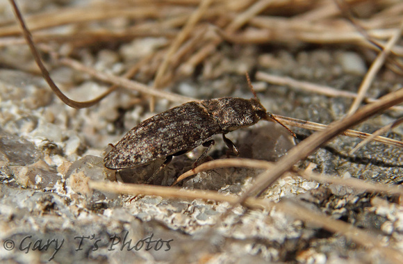 Click Beetle (Agrypnus murinus)