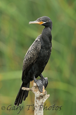 Neotropic Cormorant (Adult Summer)