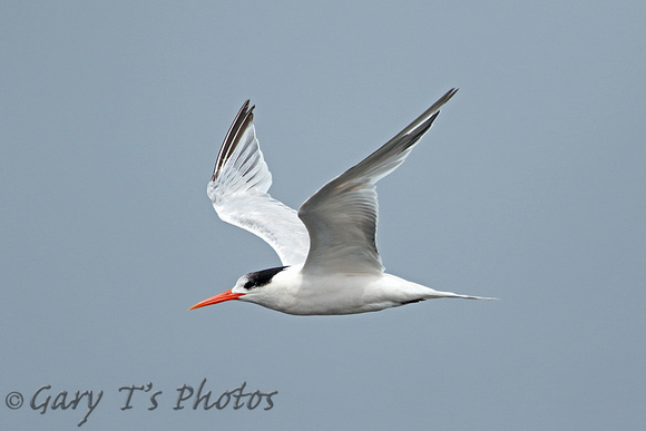 Elegant Tern (Adult Winter)