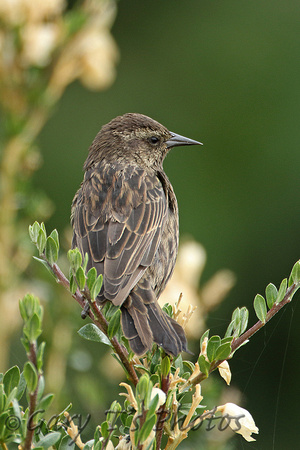 Yellow-winged Blackbird (Female)