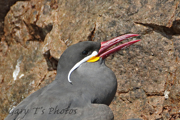 Inca Tern (Adult)