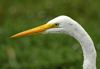 American Great White Egret (Adult Winter)
