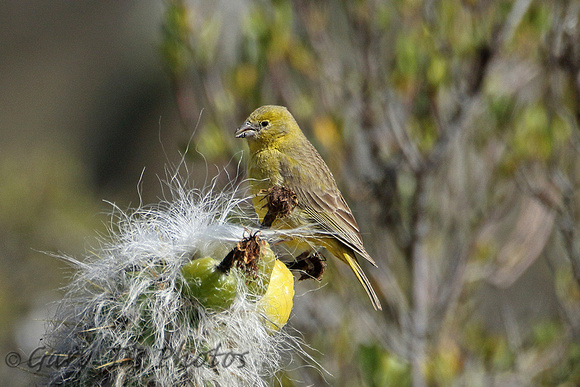 Greenish Yellow Finch (Female)