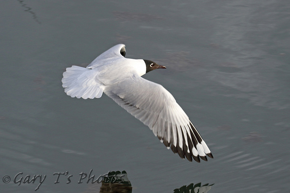 Andean Gull (Adult Summer)