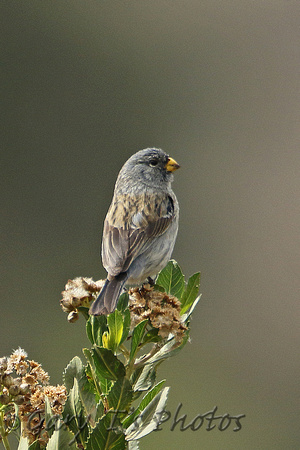 Band-tailed Seedeater (Immature Male)