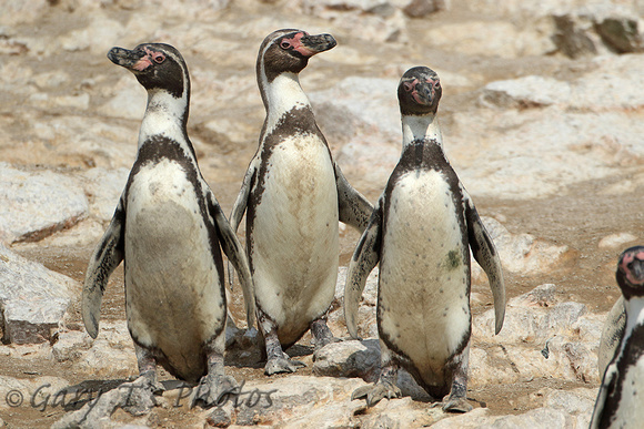 Humboldt Penguin (Adults)