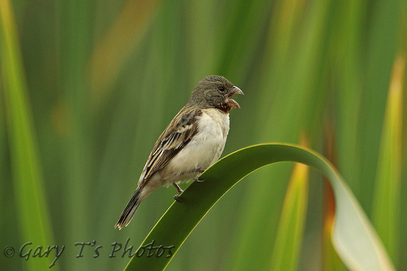 Chestnut-throated Seedeater (Male)
