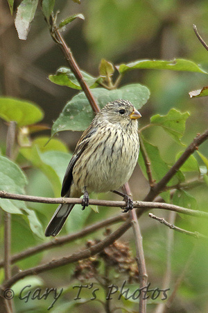 Band-tailed Seedeater (Female)