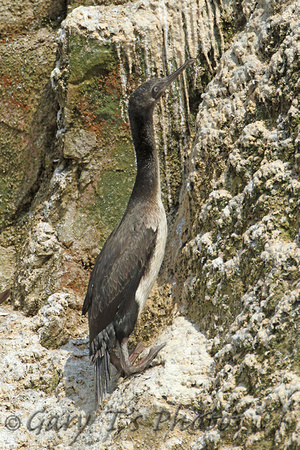 Guanay Cormorant (Juvenile)