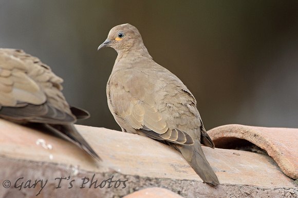 Black-winged Ground-dove