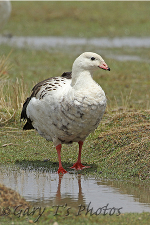 Andean Goose (Adult)