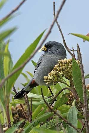 Band-tailed Seedeater (Male)
