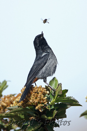 Grey-bellied Flowerpiercer (Male)