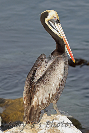 Peruvian Pelican (Adult Summer)