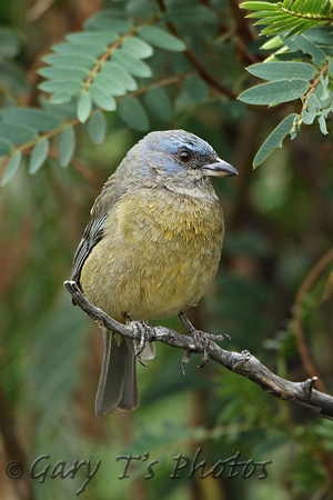 Blue & Yellow Tanager (Female)