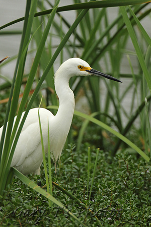 Snowy Egret (Adult Summer)