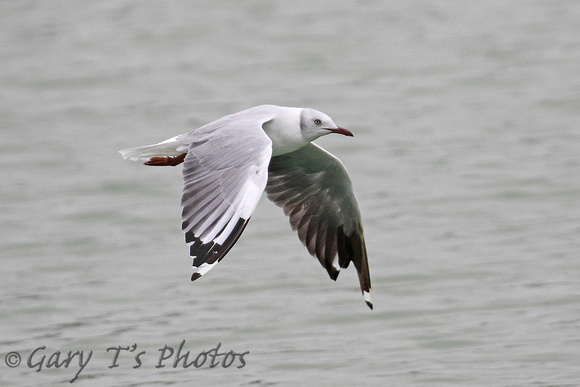Grey-headed Gull (Adult Moulting)