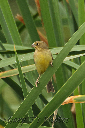 Grassland Yellow Finch (Female)