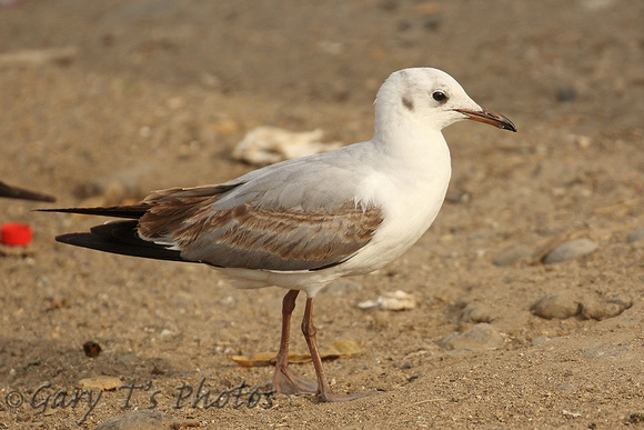 Grey-headed Gull (1st Winter)