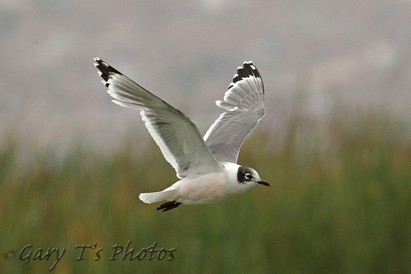 Franklins Gull (Adult Moulting)