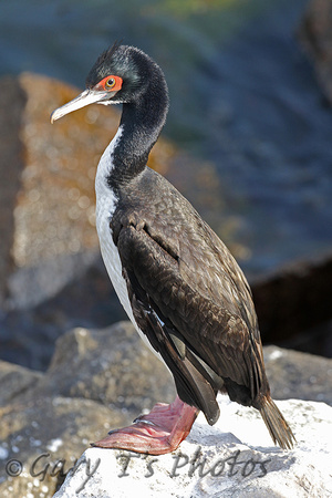Guanay Cormorant (Adult)