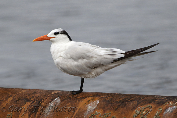 Royal Tern (Adult Winter)