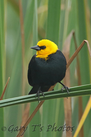 Yellow-hooded Blackbird (Male)
