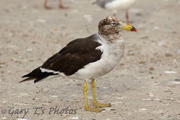 Belchers (Band-tailed) Gull (Adult Winter)