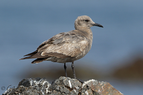 Grey Gull (Juvenile)