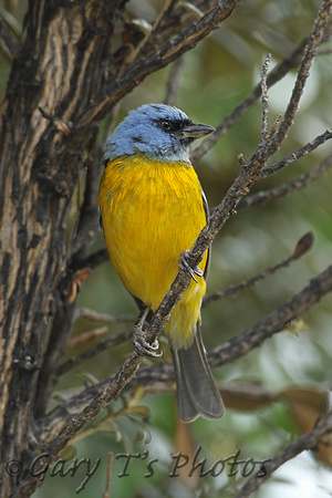 Blue & Yellow Tanager (Male)