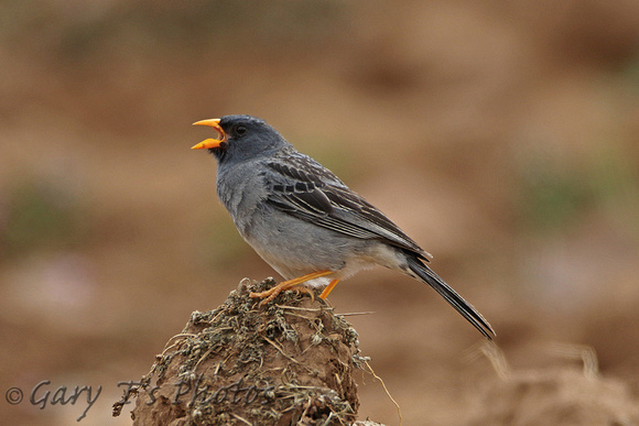 Band-tailed Sierra-finch (Male)