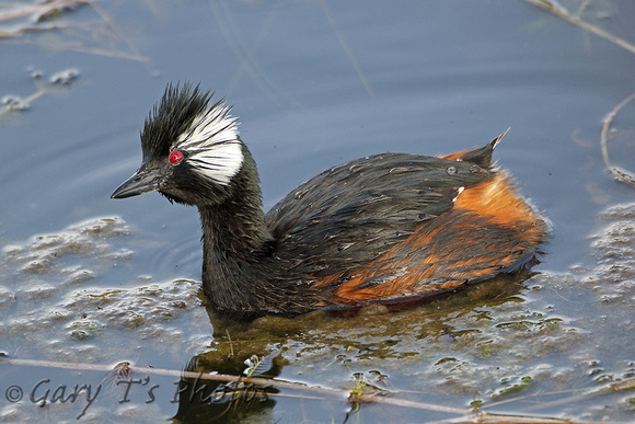 White-tufted Grebe (Adult)