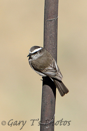 White-browed Chat-tyrant
