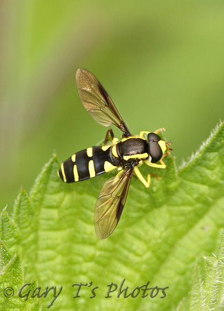 Xanthogramma pedissequum (Male)