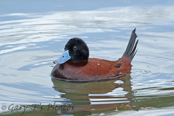 Andean Duck (Oxyura ferruginea - Male)