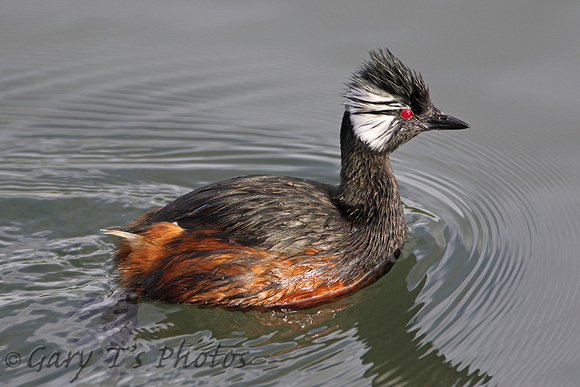 White-tufted Grebe (Adult)