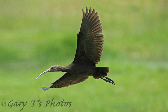White-faced Ibis (Adult Winter)