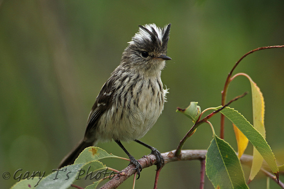 Pied-crested Tit-tyrant (Female)
