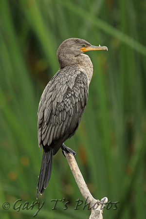 Neotropic Cormorant (Juvenile)