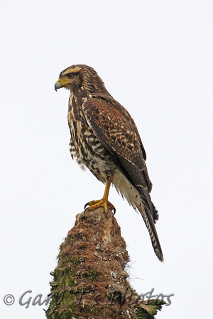 Harris Hawk (Juvenile)