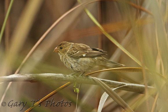 Chestnut-throated Seedeater (Female)